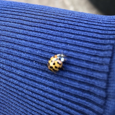 ladybug